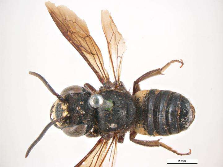 Image of Megachile cincturata Cockerell 1912