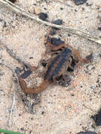 Image of Striped Bark Scorpion