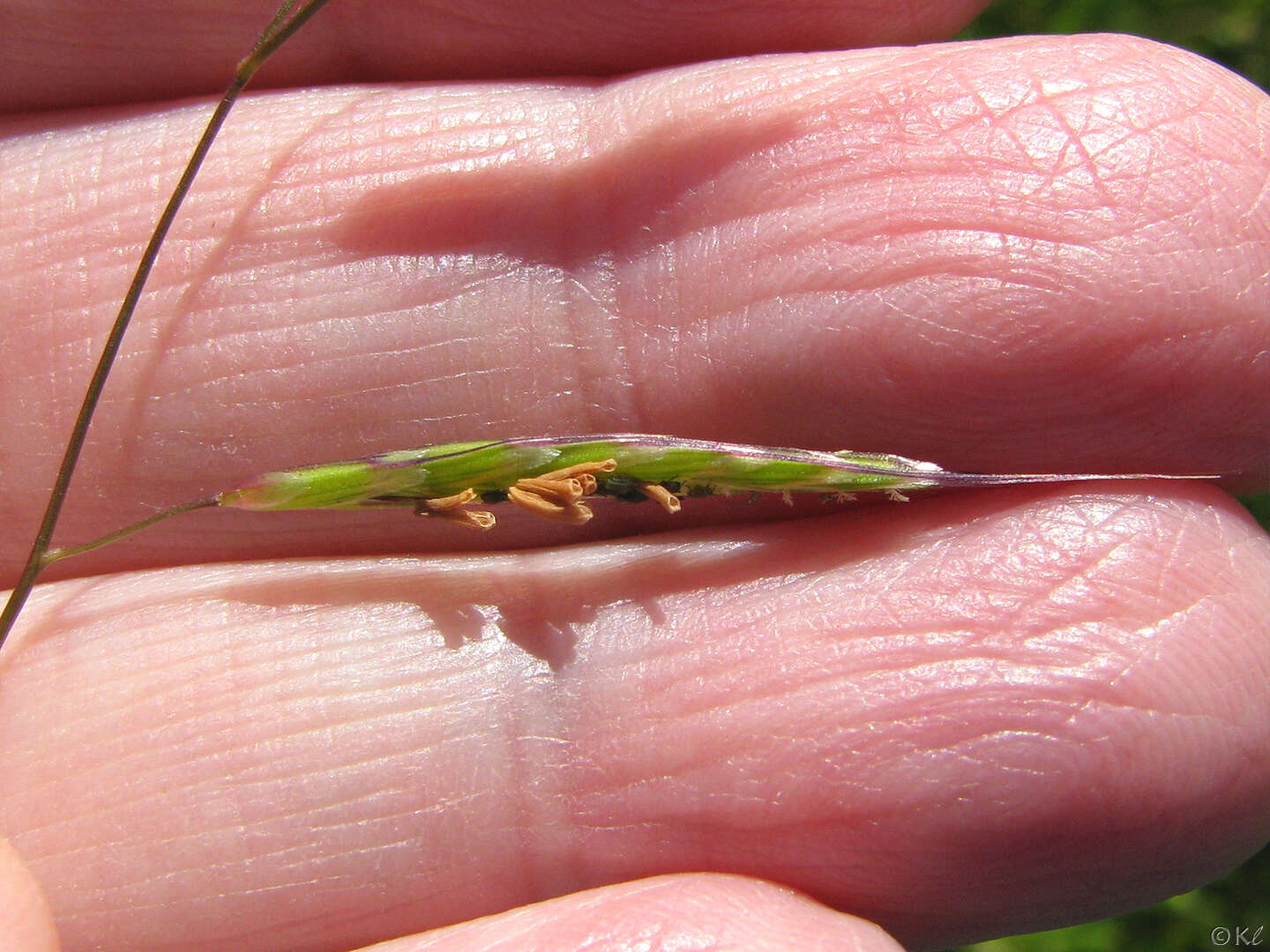 Image of annual semaphoregrass