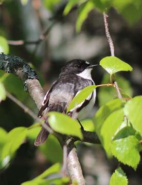 Image of European Pied Flycatcher