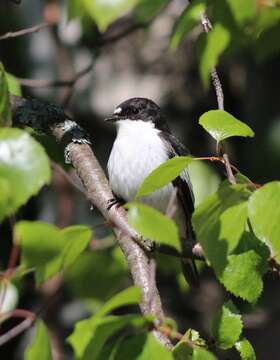 Image of European Pied Flycatcher