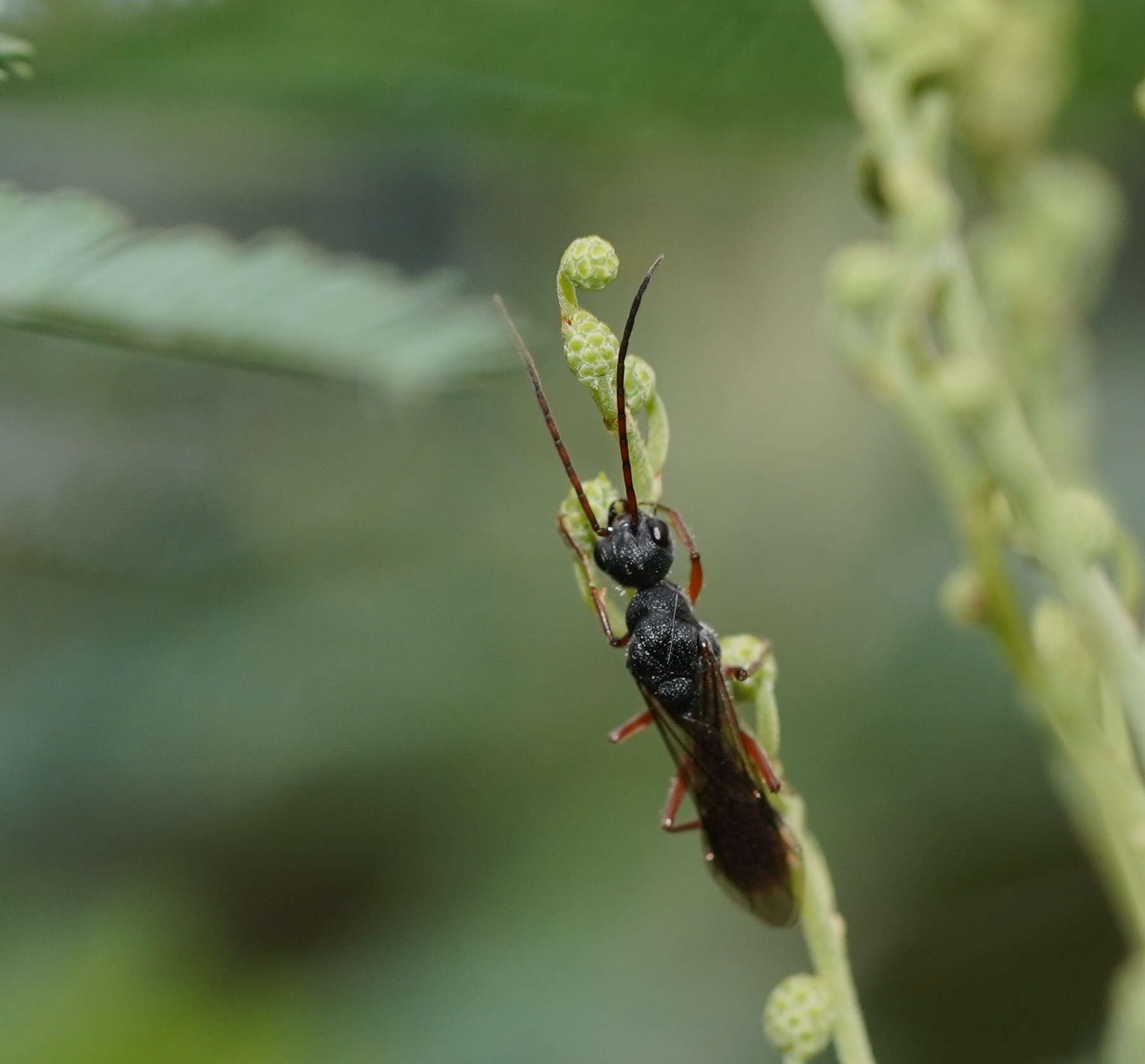 صورة Myrmecia fulvipes Roger 1861