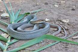 Image of Coluber mentovarius striolatus Mertens 1934