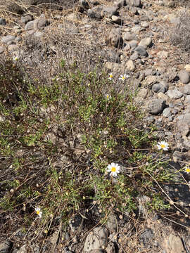 Image of Argyranthemum frutescens subsp. succulentum C. J. Humphries