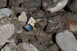 Image of Carline Skipper