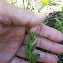 Imagem de Oenothera perennis L.