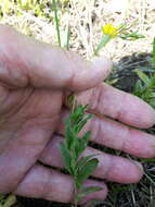 Слика од Oenothera perennis L.