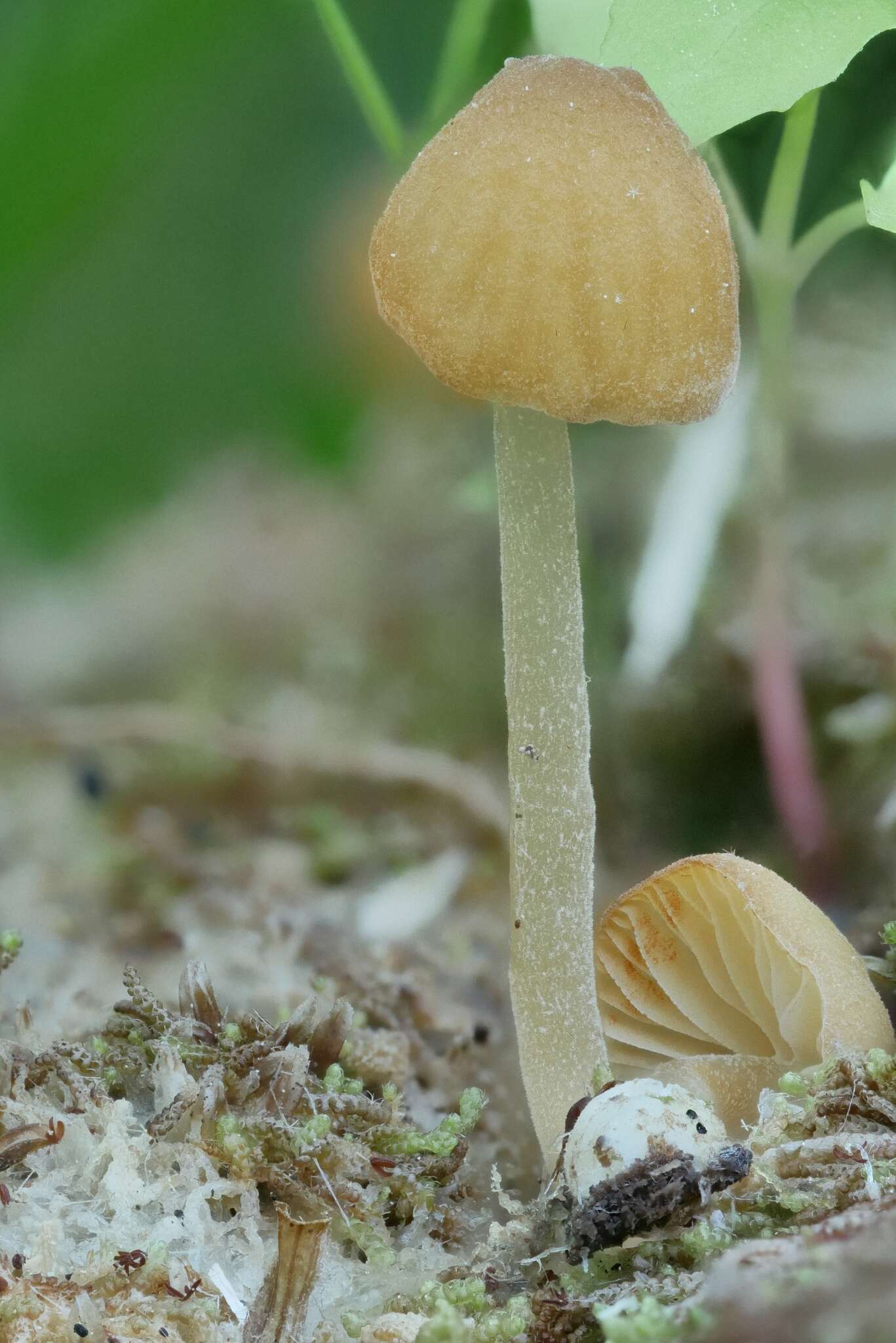 Imagem de Galerina stordalii A. H. Sm. 1964