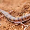 Image of Broad Banded Sand Swimmer