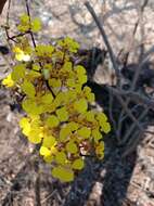 Image of Trichocentrum brachyphyllum (Lindl.) R. Jiménez