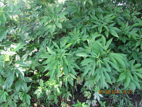 Image of great ragweed