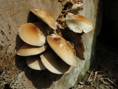 Image of Cyclocybe parasitica (G. Stev.) Vizzini 2014