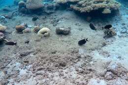 Image of Black-barred Surgeonfish