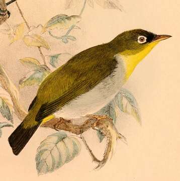 Image of Sangihe White-eye