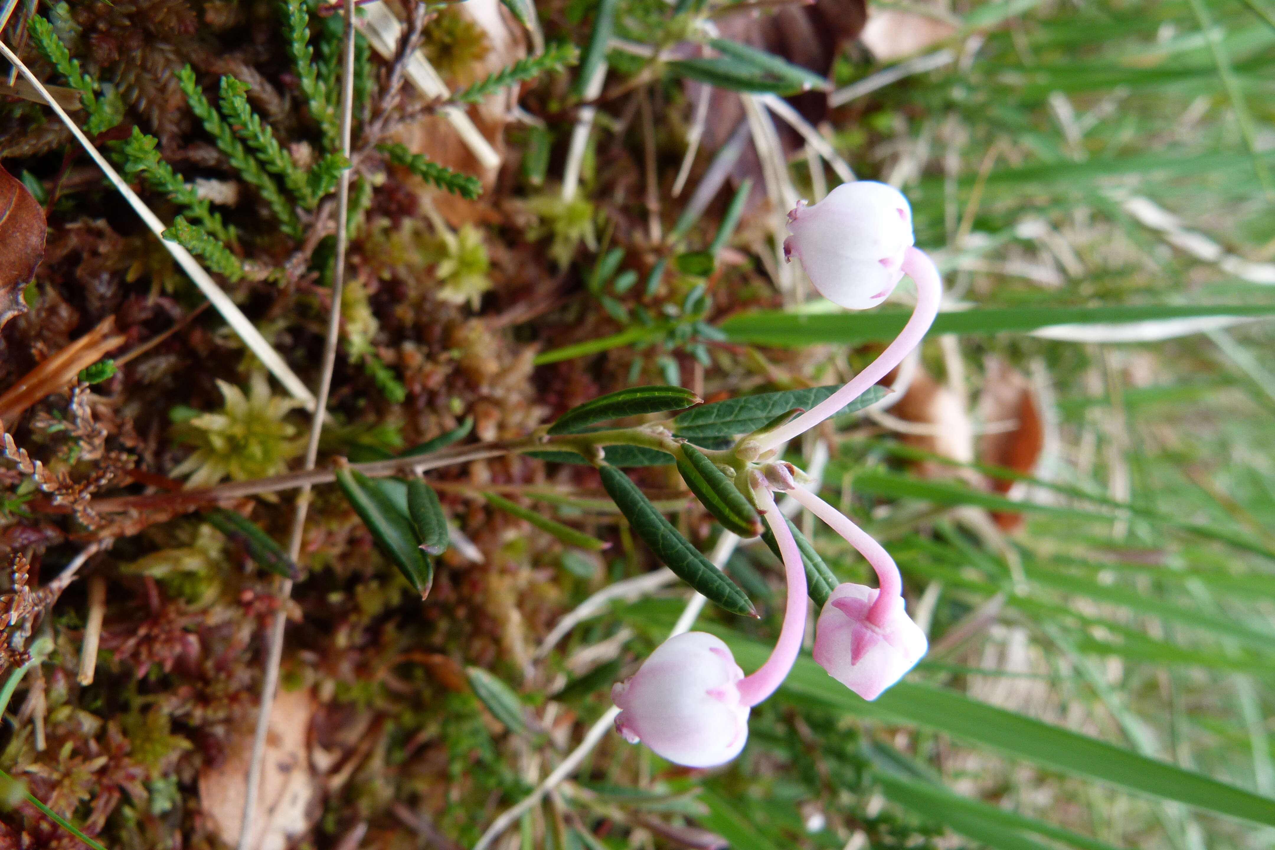 Image of bog rosemary