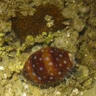 Image of Calf Cowrie