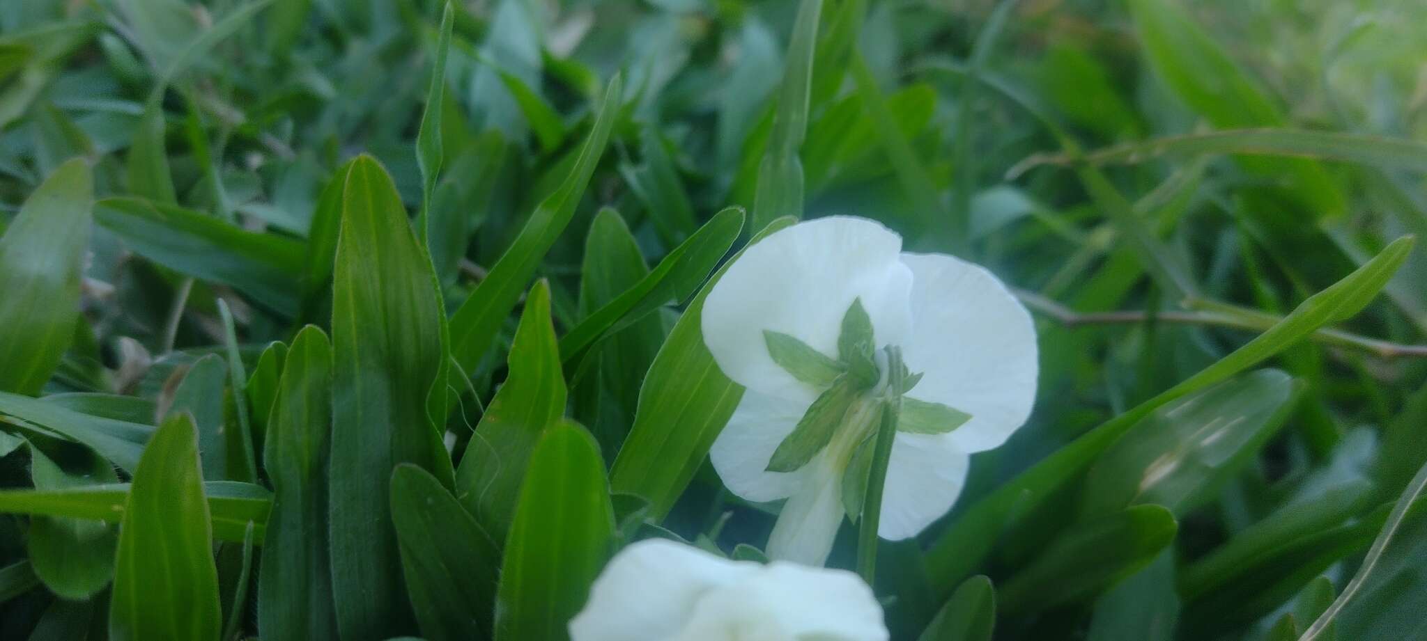 Image of Viola arvensis subsp. arvensis