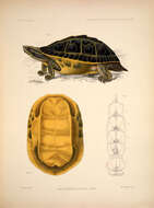 Image of Indian Eyed Turtle