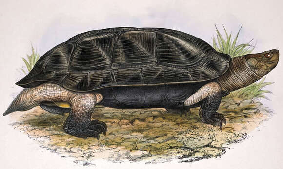 Plancia ëd Melanochelys trijuga (Schweigger 1812)