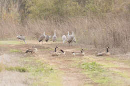 Image of Sandhill Crane