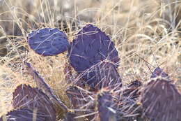 Image of Brownspine Pricklypear