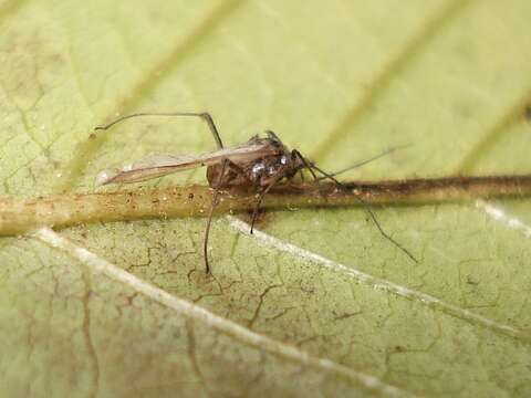 Image of Black Cherry Aphid