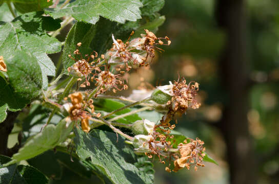 Image of Italian Crabapple