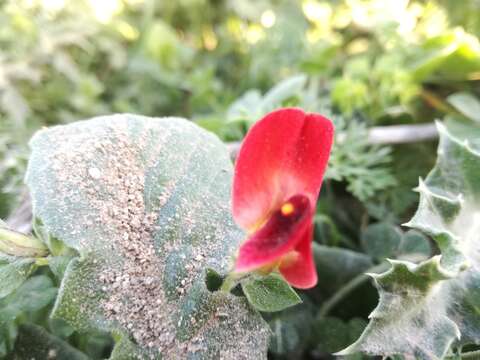 Image of Winged Pea