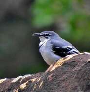 Image of Motacilla clara torrentium Ticehurst 1940