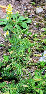 Image of Common Toadflax