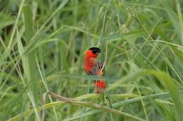 Image of Northern Red Bishop