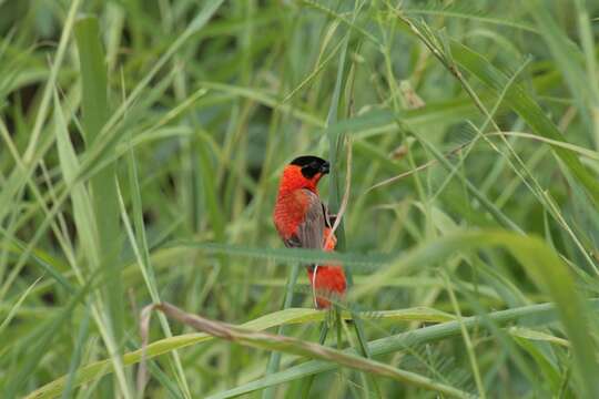 Image of Northern Red Bishop