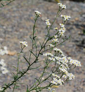 Image of Sneezeweed