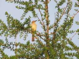 Image of American Larch