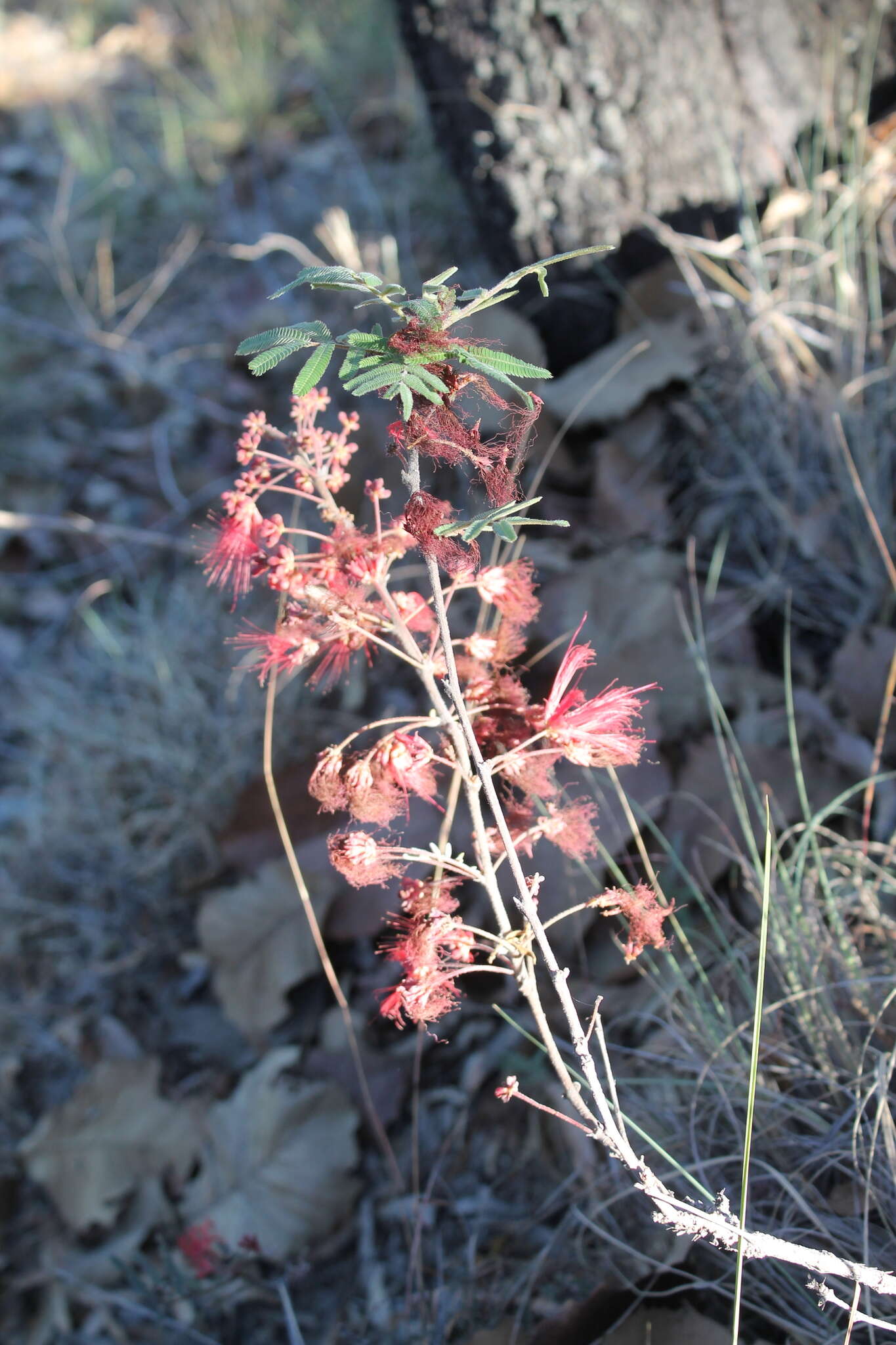 Imagem de Calliandra hirsuta (G. Don) Benth.