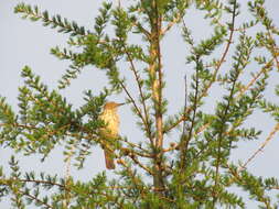 Image of American Larch