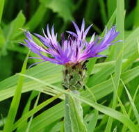 Plancia ëd Centaurea napulifera subsp. tuberosa (Vis.) Dostál