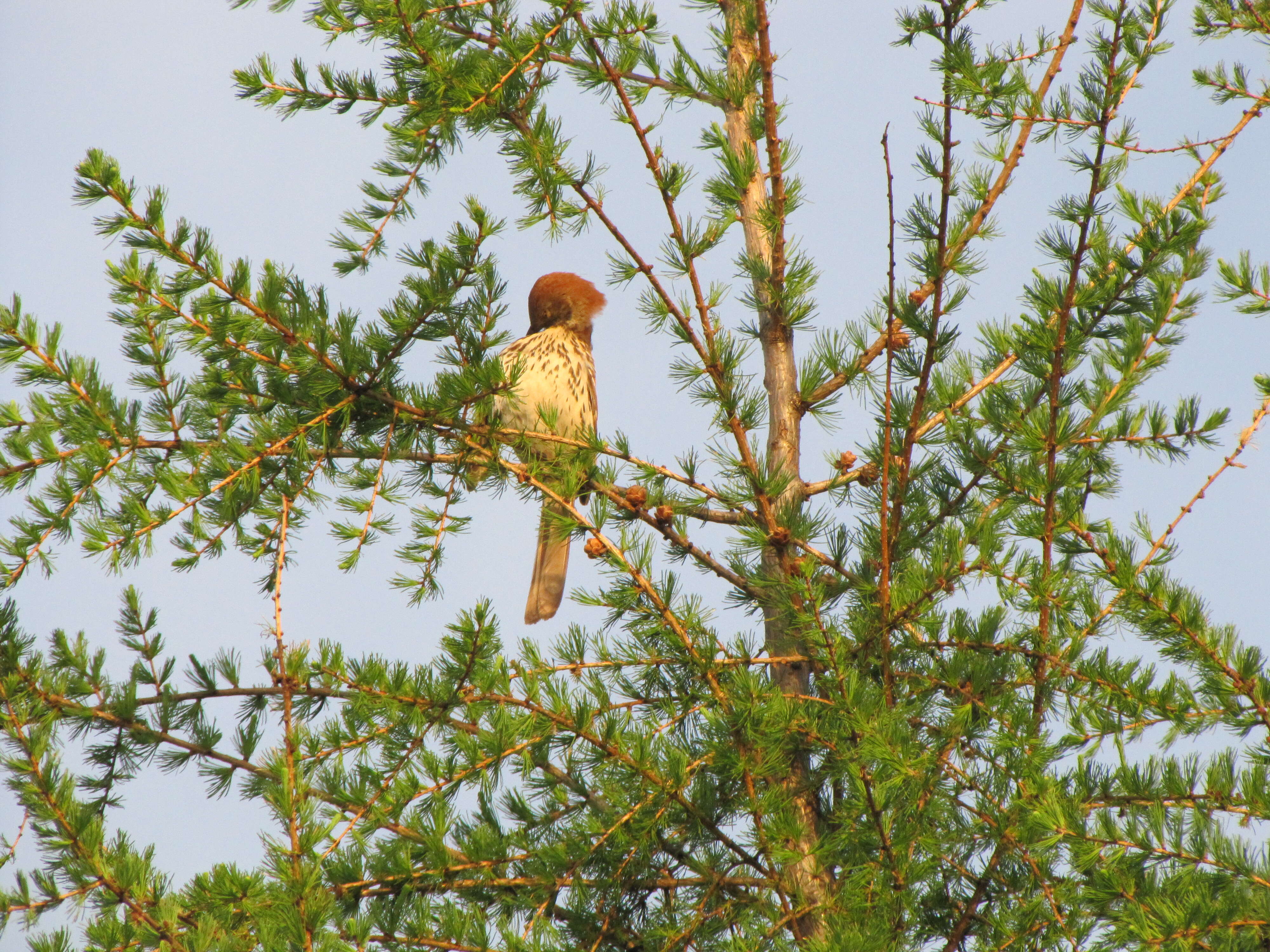 Image of American Larch