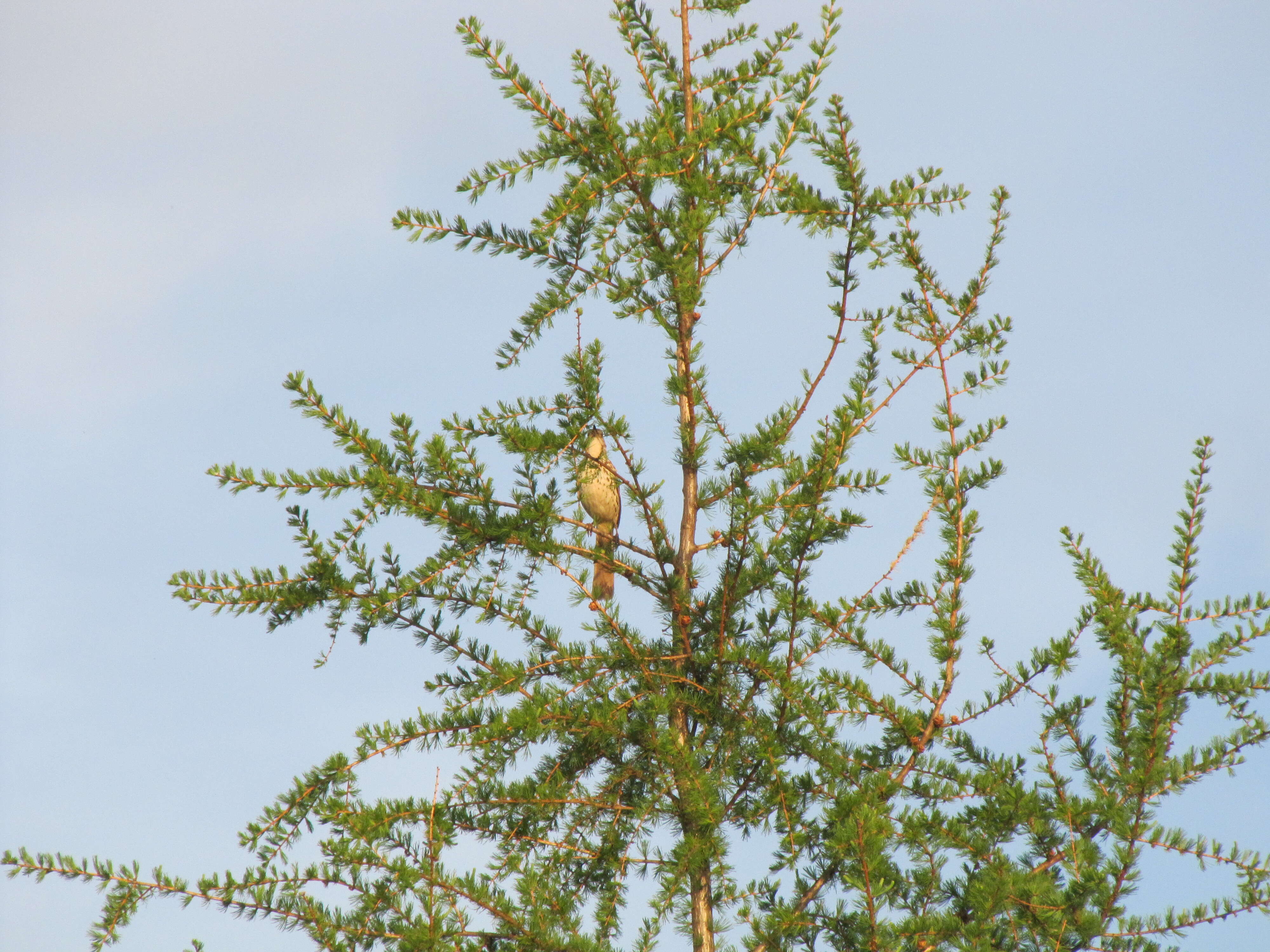 Image of American Larch