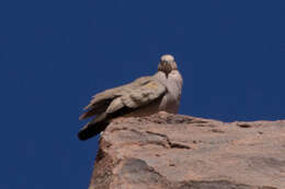 Image of Golden-spotted Ground Dove