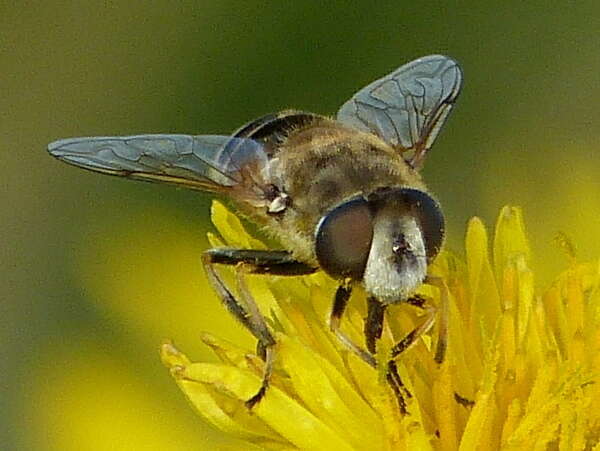 Image of Syrphid fly