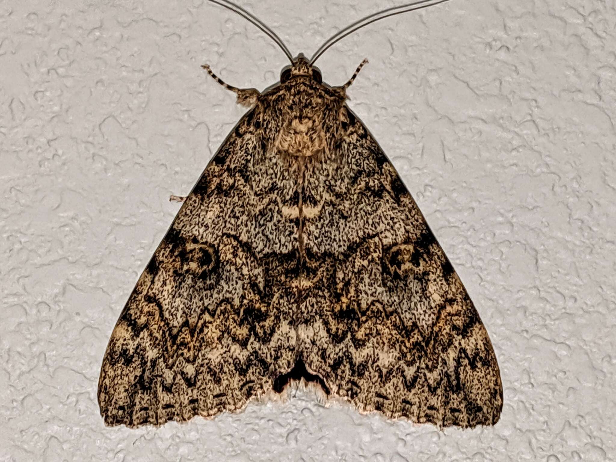 Image of Andromache Underwing