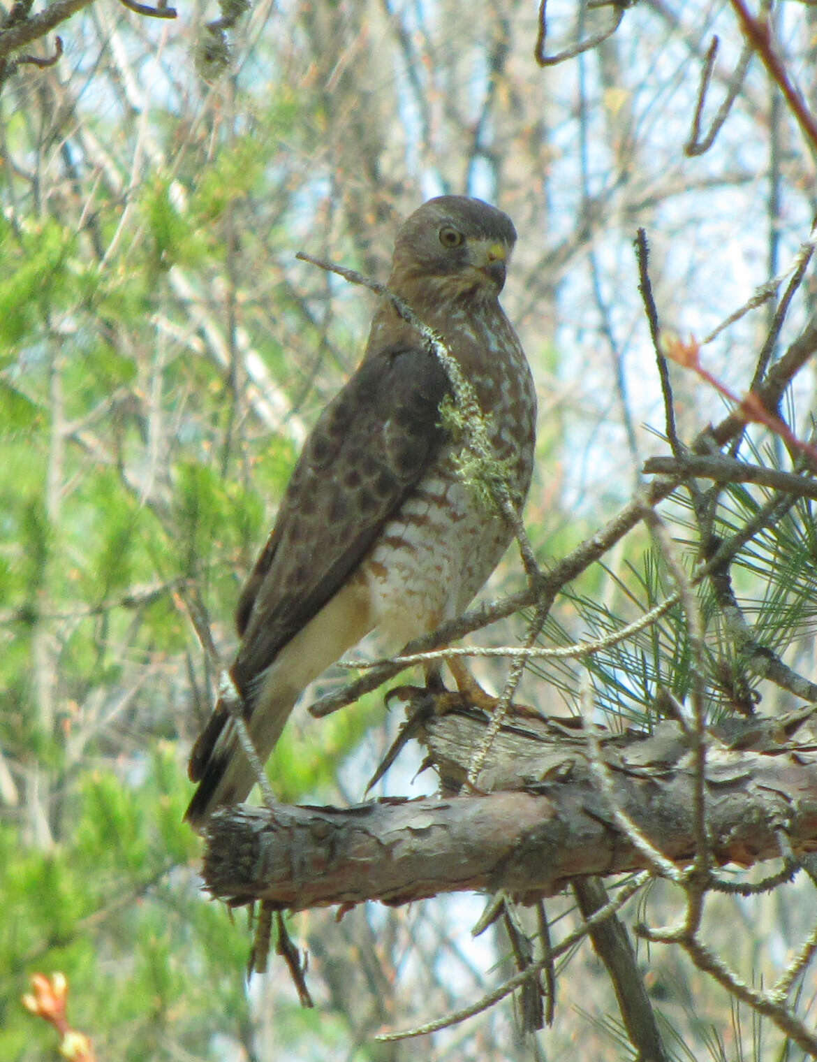 Plancia ëd Buteo platypterus (Vieillot 1823)