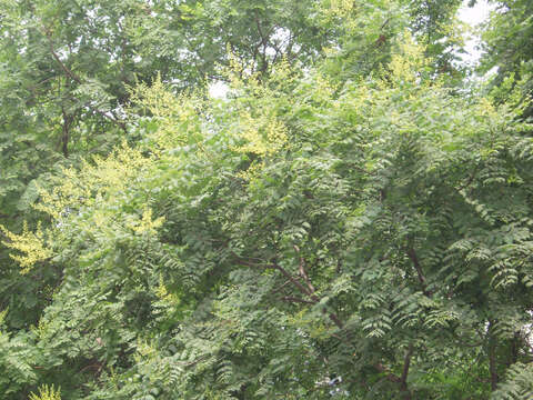 Image of Golden-rain tree