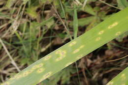 Image of Puccinia iridis Wallr. 1844