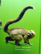 Image of Red-bellied Lemur