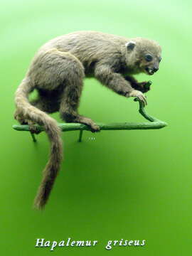 Image of Bamboo Lemur