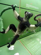 Image of indri