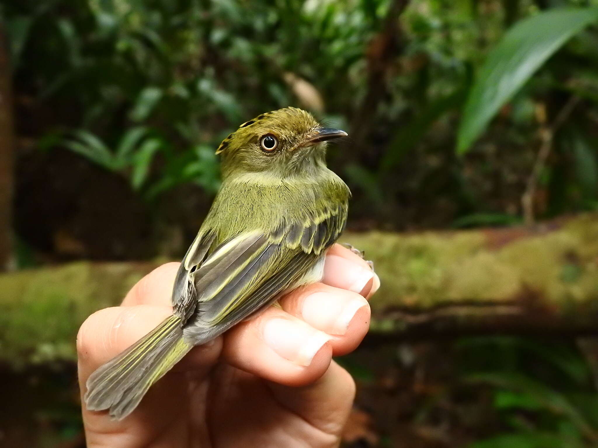 Image of Double-banded Pygmy Tyrant