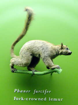 Image of Eastern Fork-marked Lemur